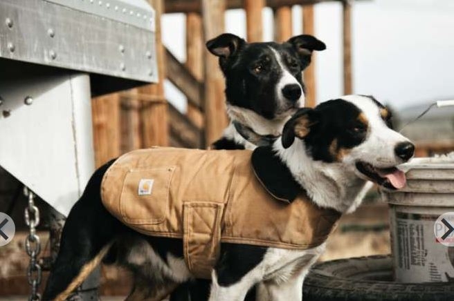 Carhartt Chore Dog Coat: XL